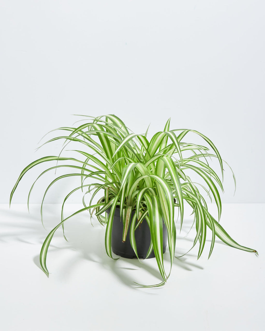 Variegated Spider Plant
