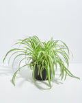 Variegated Spider Plant