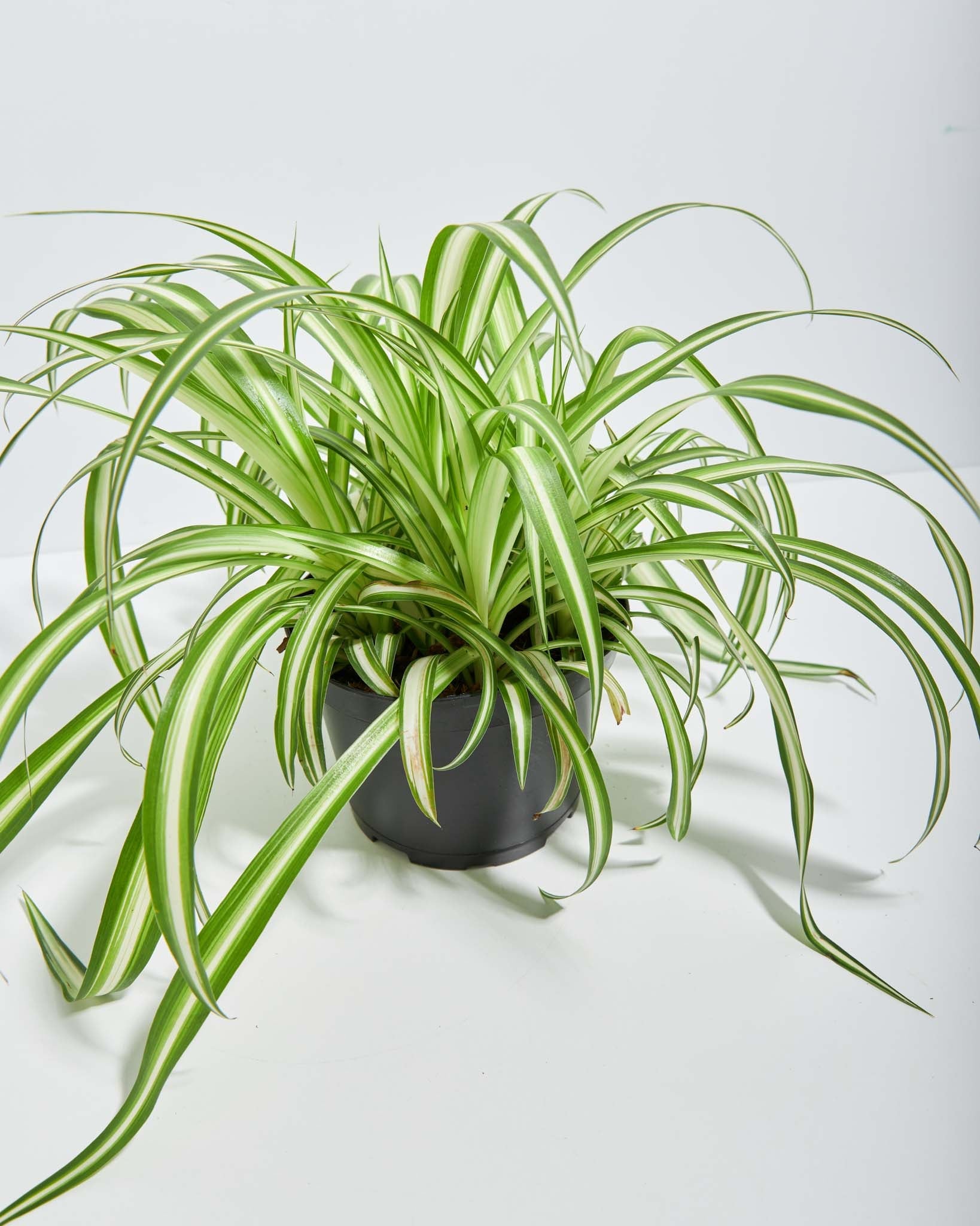 Variegated Spider Plant