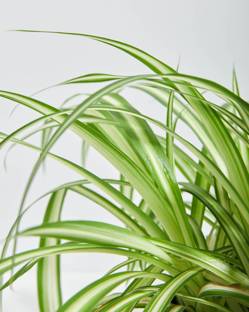 Variegated Spider Plant