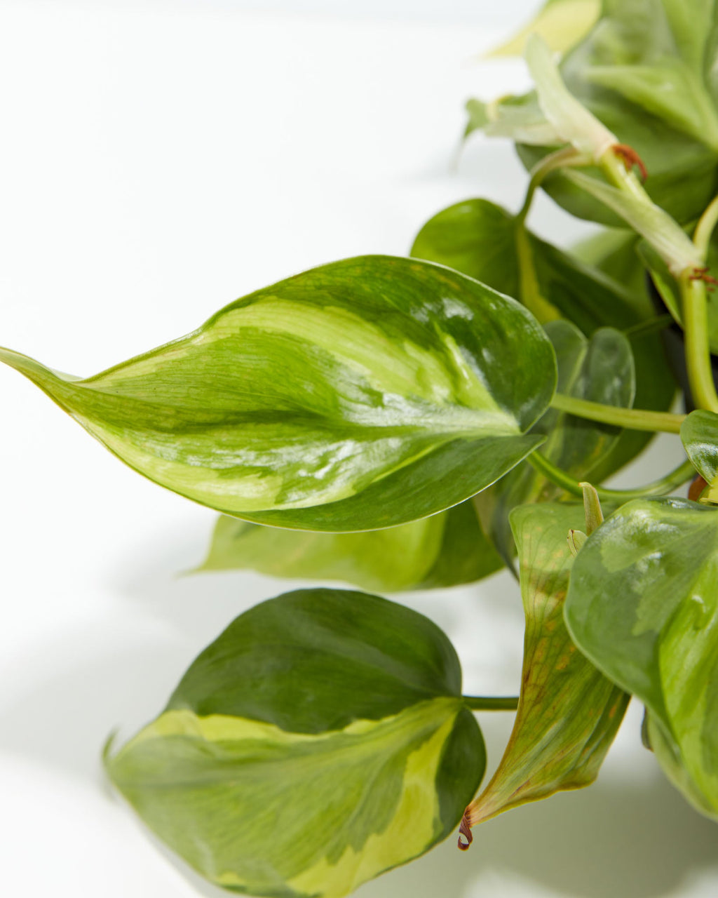 Philodendron Brasil