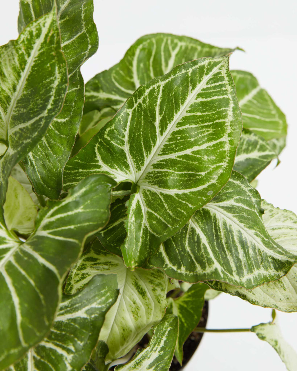 Syngonium White Butterfly