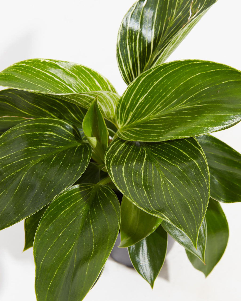 Philodendron Birkin