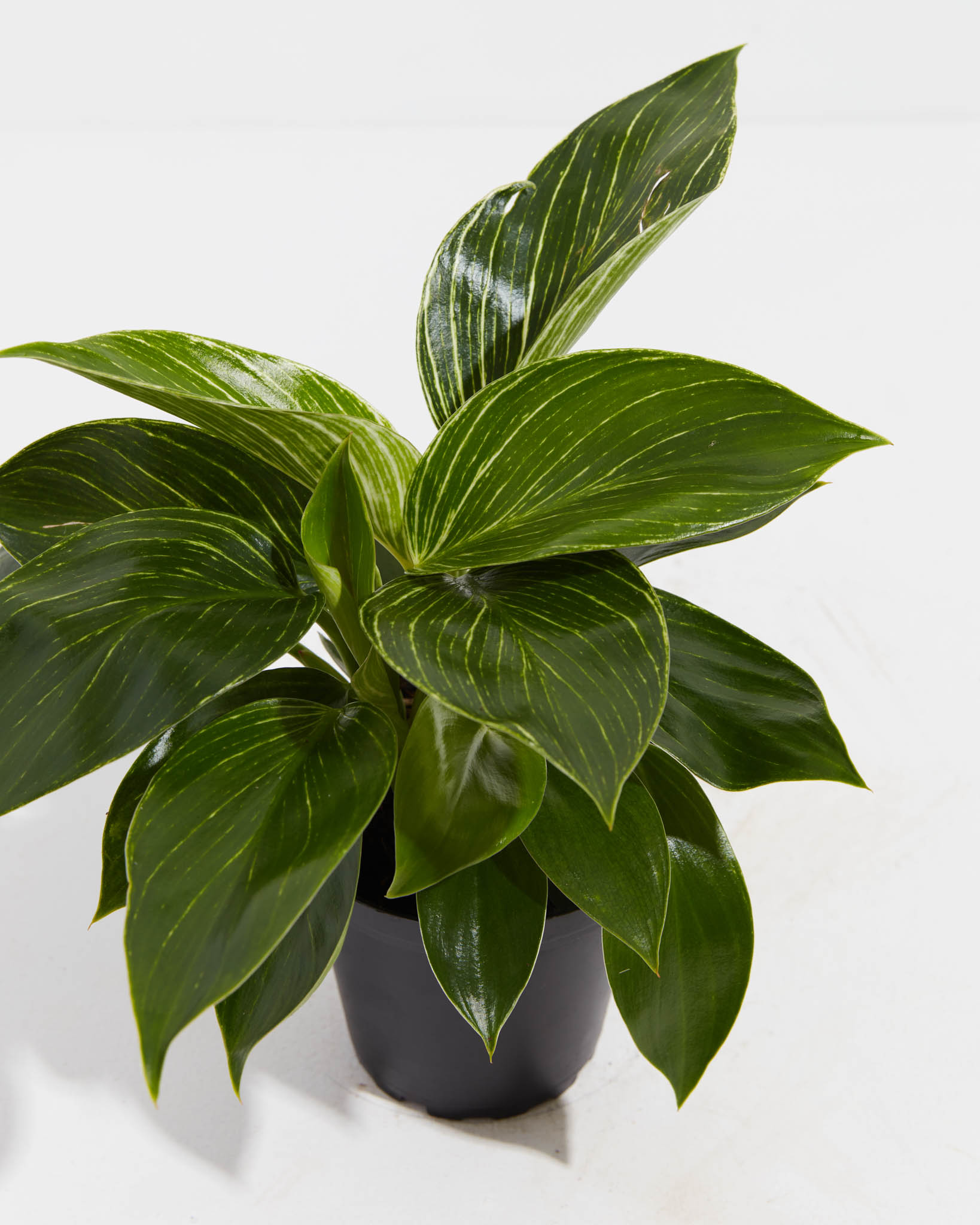 Philodendron Birkin
