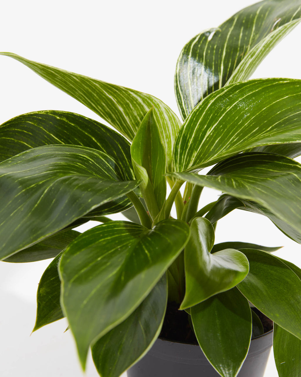 Philodendron Birkin