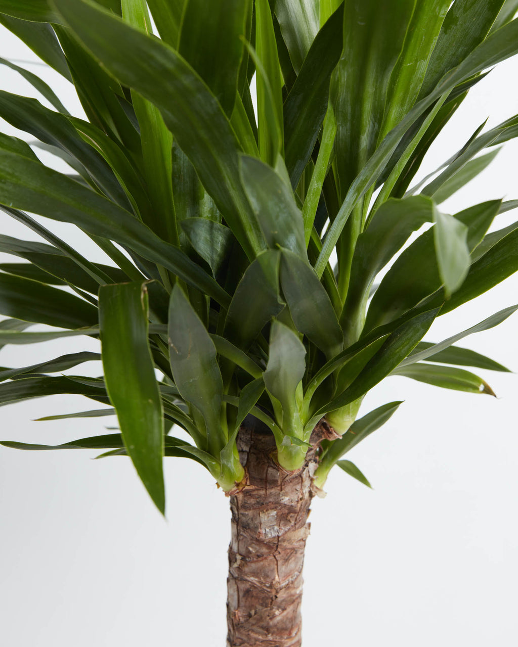 Yucca Cane Plant