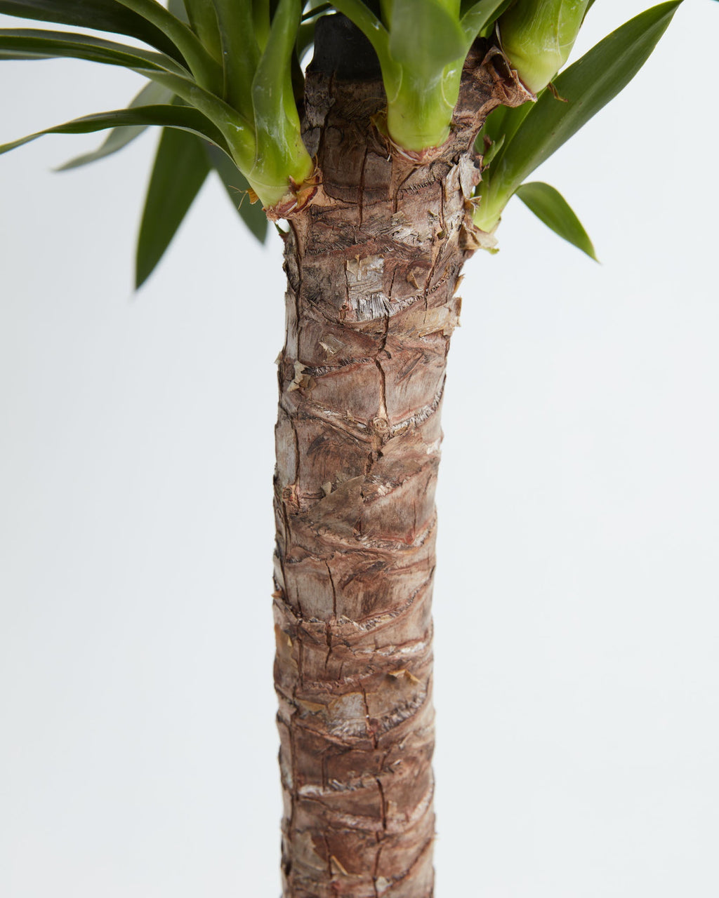 Yucca Cane Plant