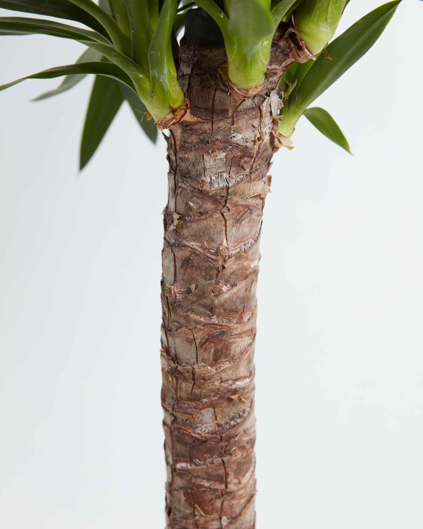 Yucca Cane Plant
