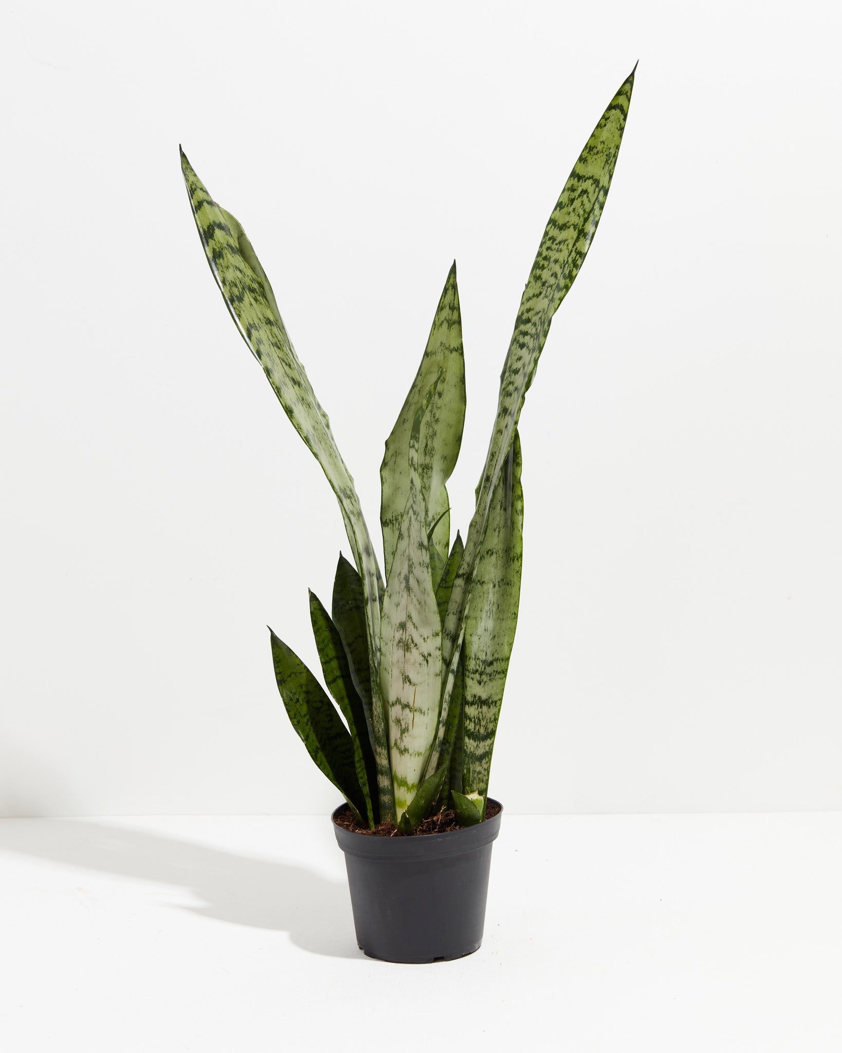 Sansevieria Zeylanica Snake Plant