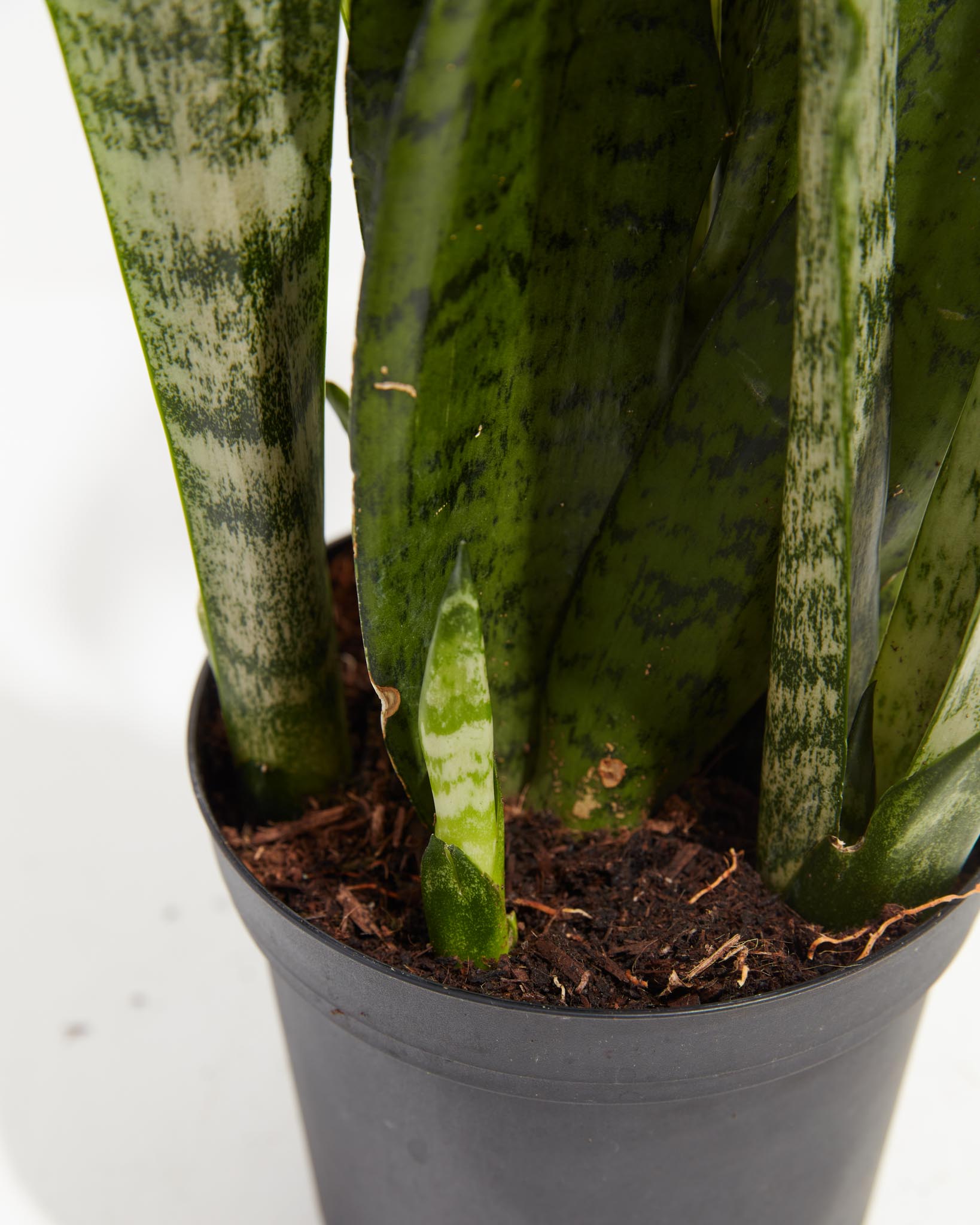 Sansevieria Zeylanica Snake Plant
