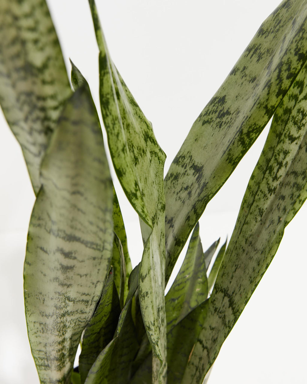 Sansevieria Zeylanica Snake Plant