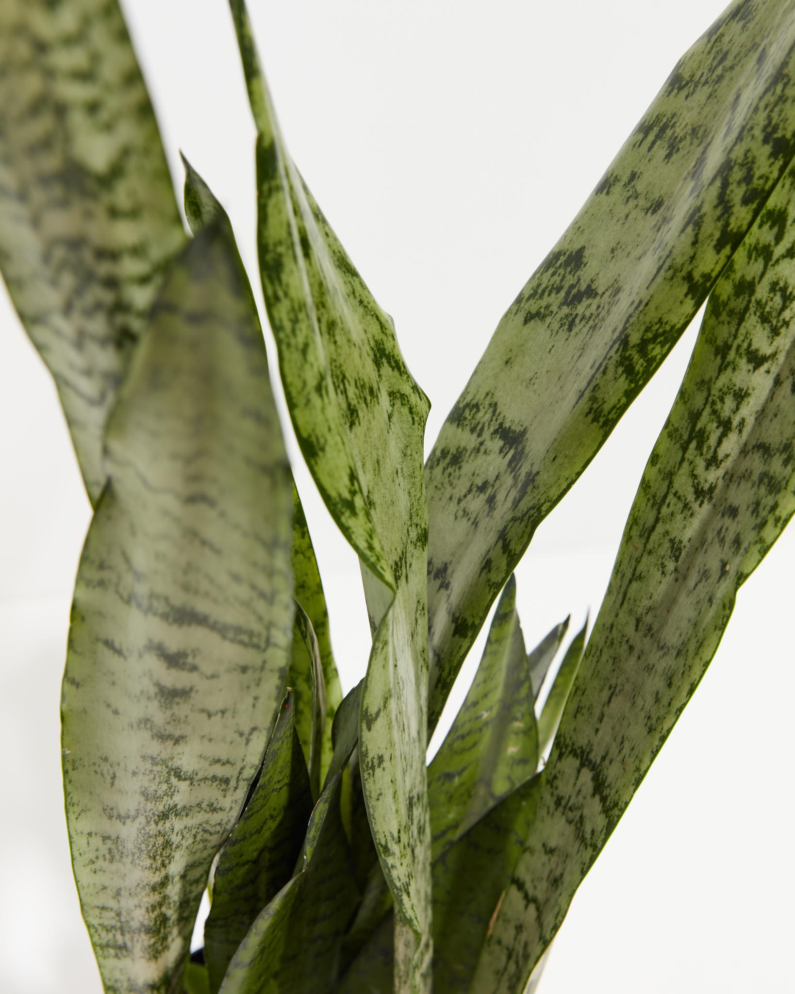 Sansevieria Zeylanica Snake Plant