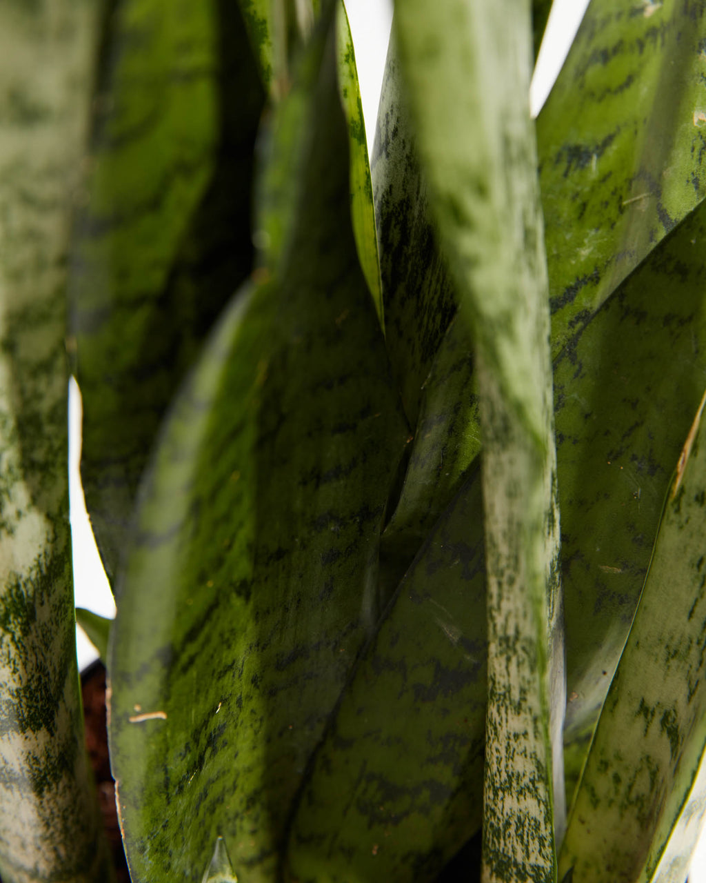 Sansevieria Zeylanica Snake Plant