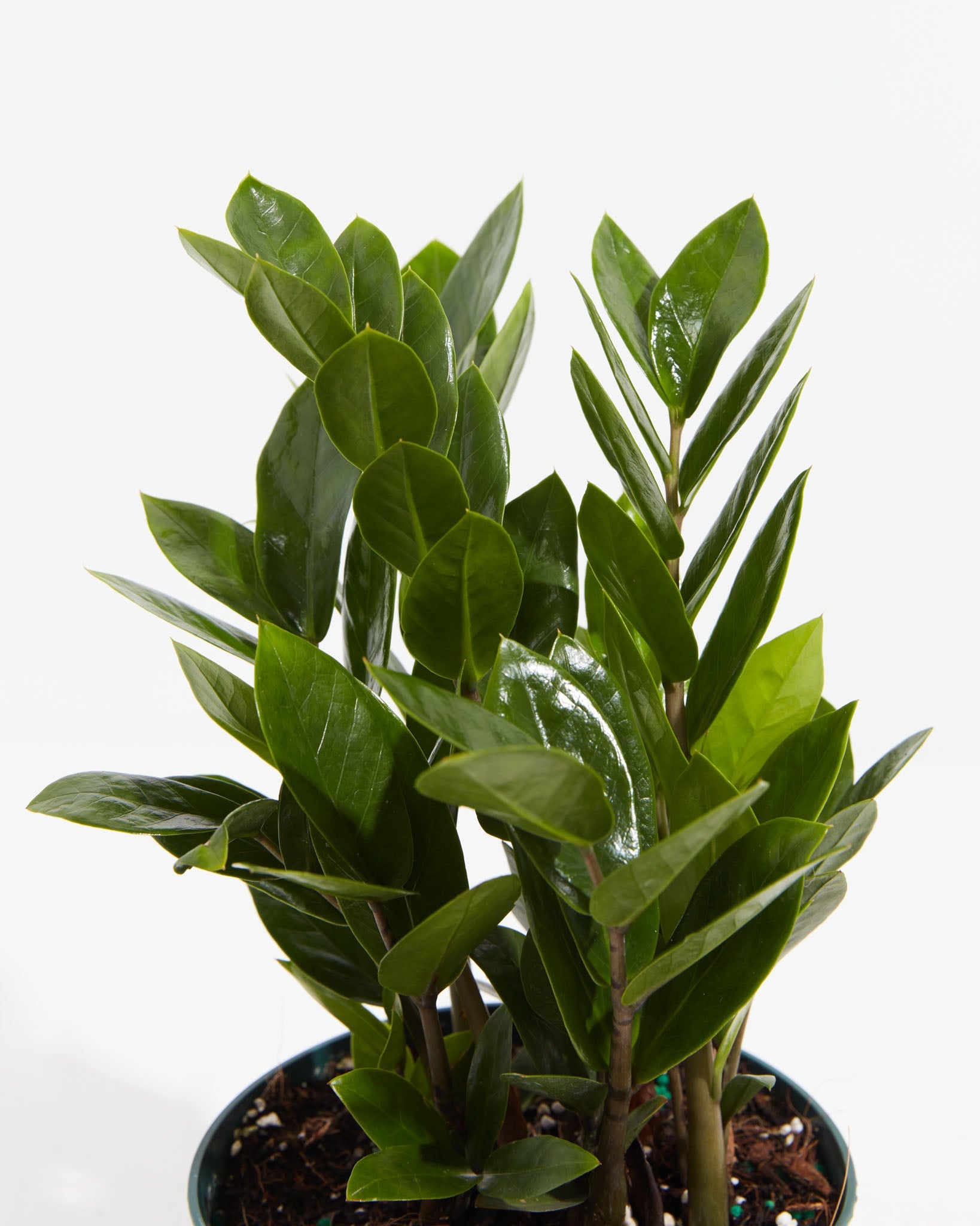 ZZ Plant