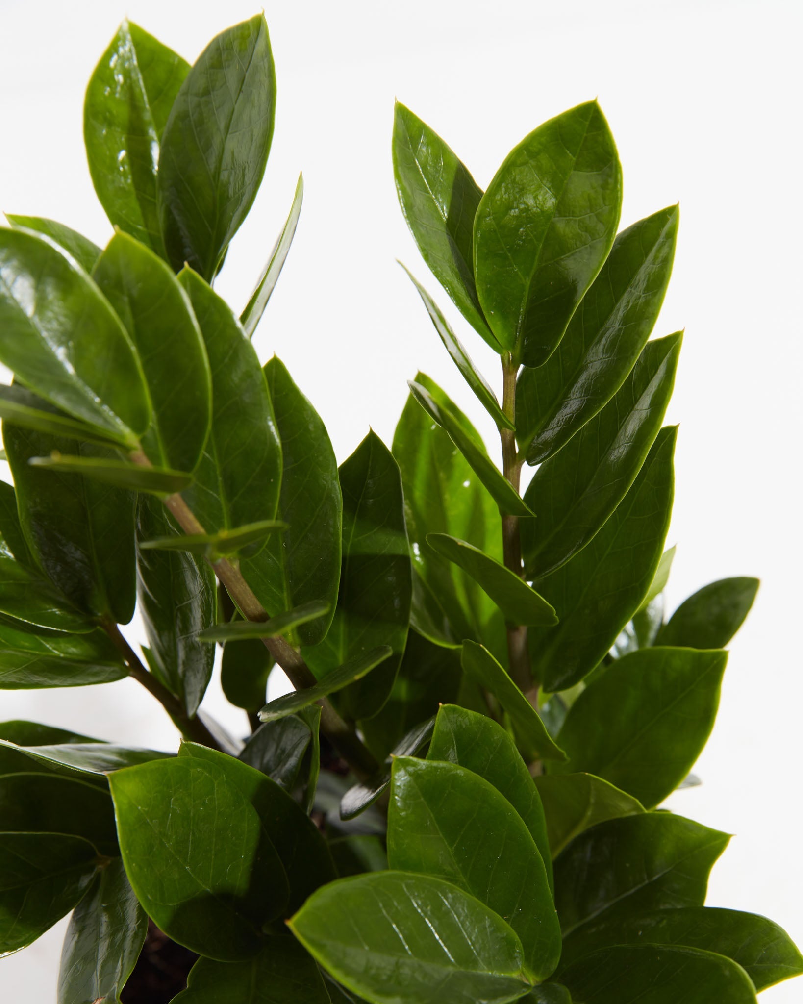 ZZ Plant