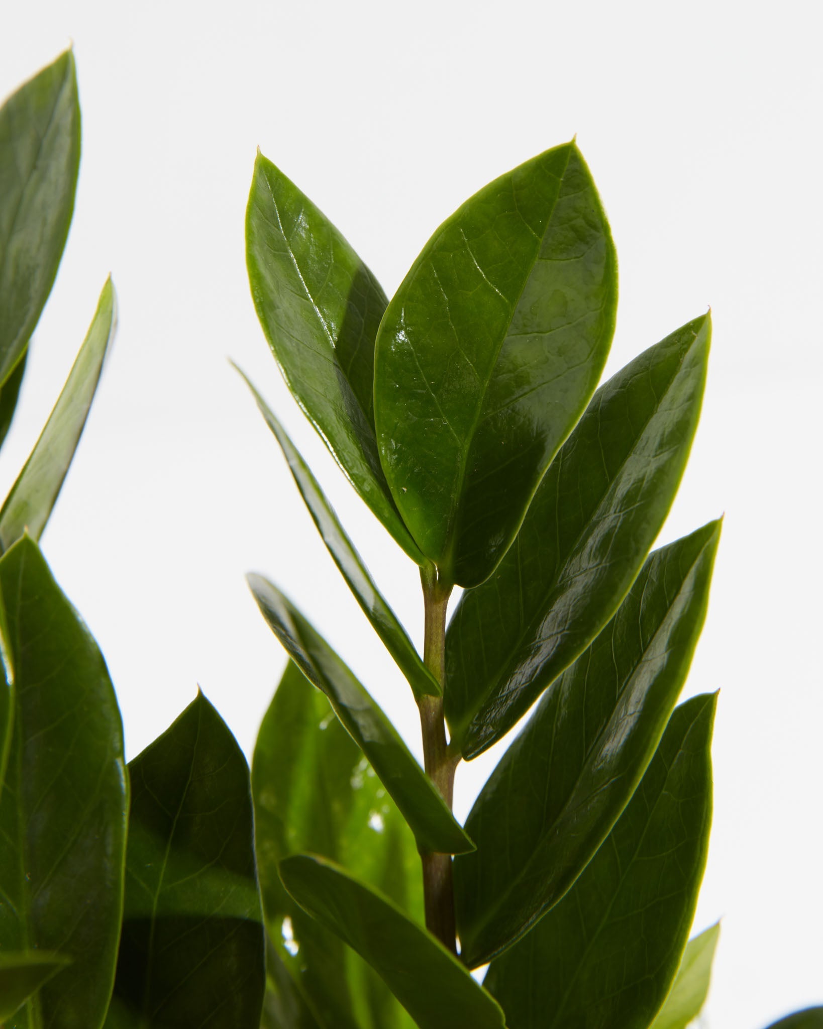 ZZ Plant