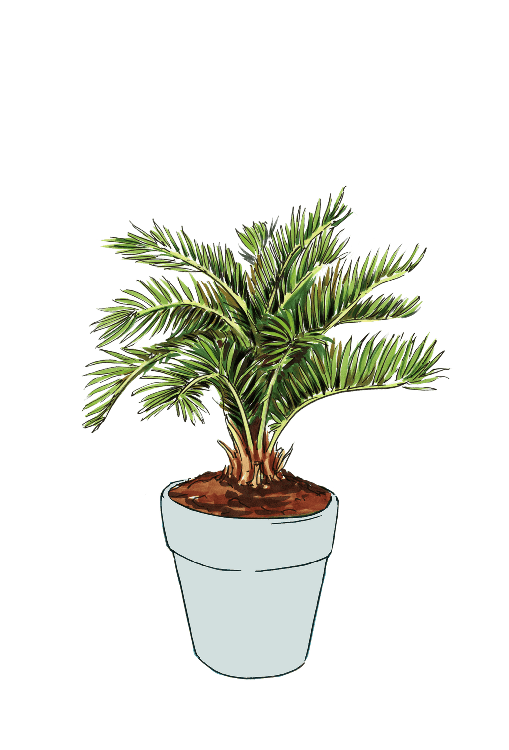 Sago Palm