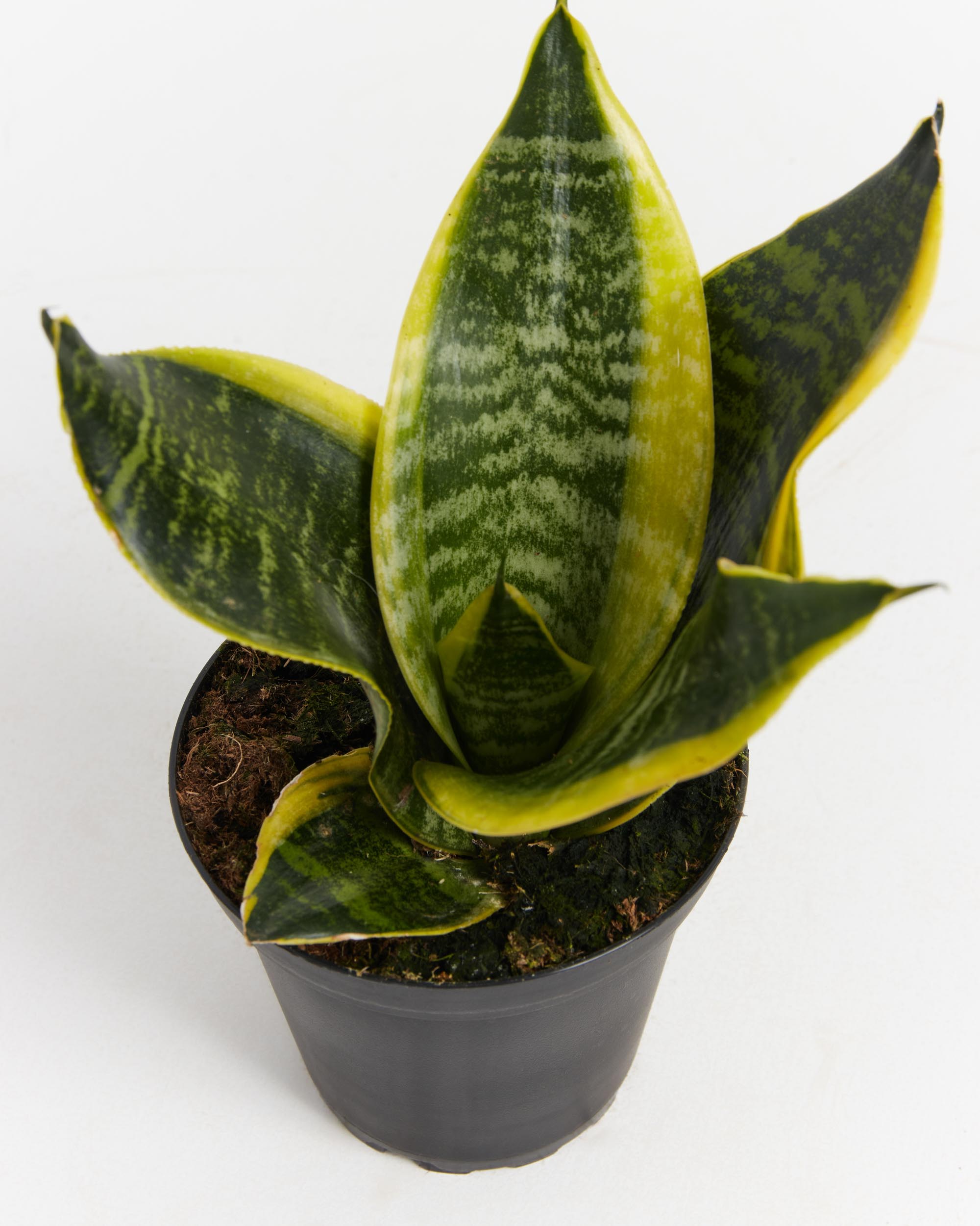 Sansevieria Futura Superba (Snake Plant)