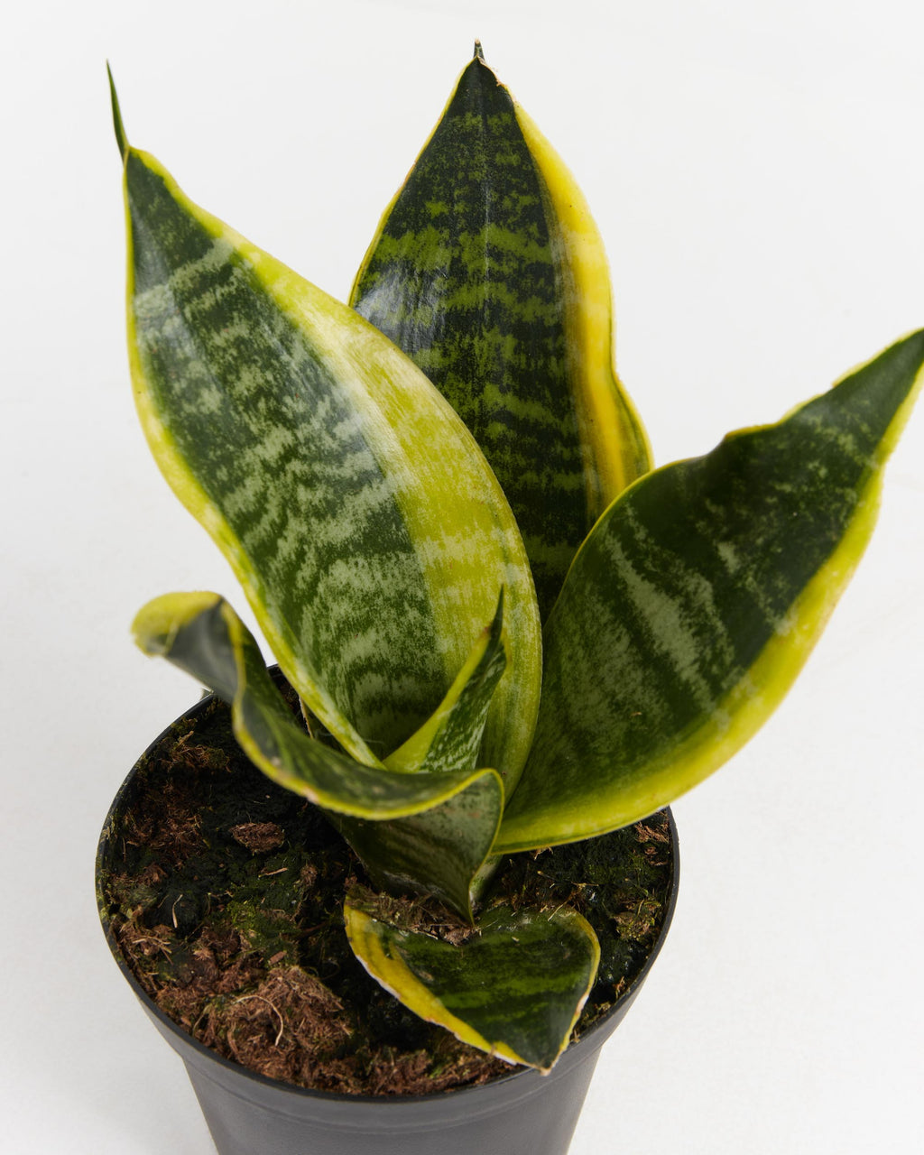 Sansevieria Futura Superba (Snake Plant)