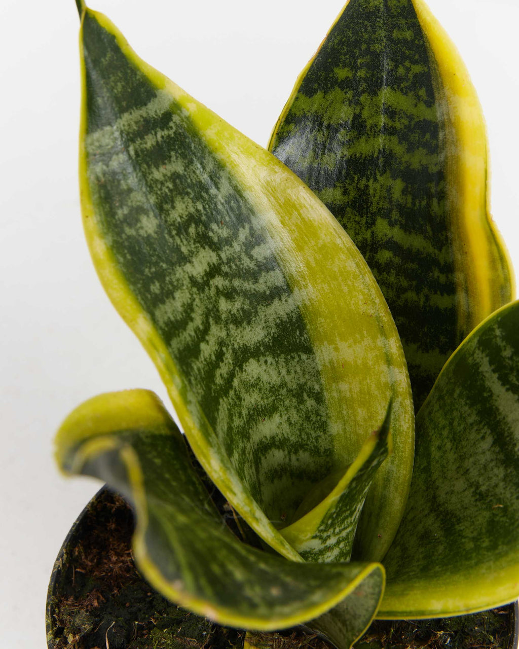Sansevieria Futura Superba (Snake Plant)
