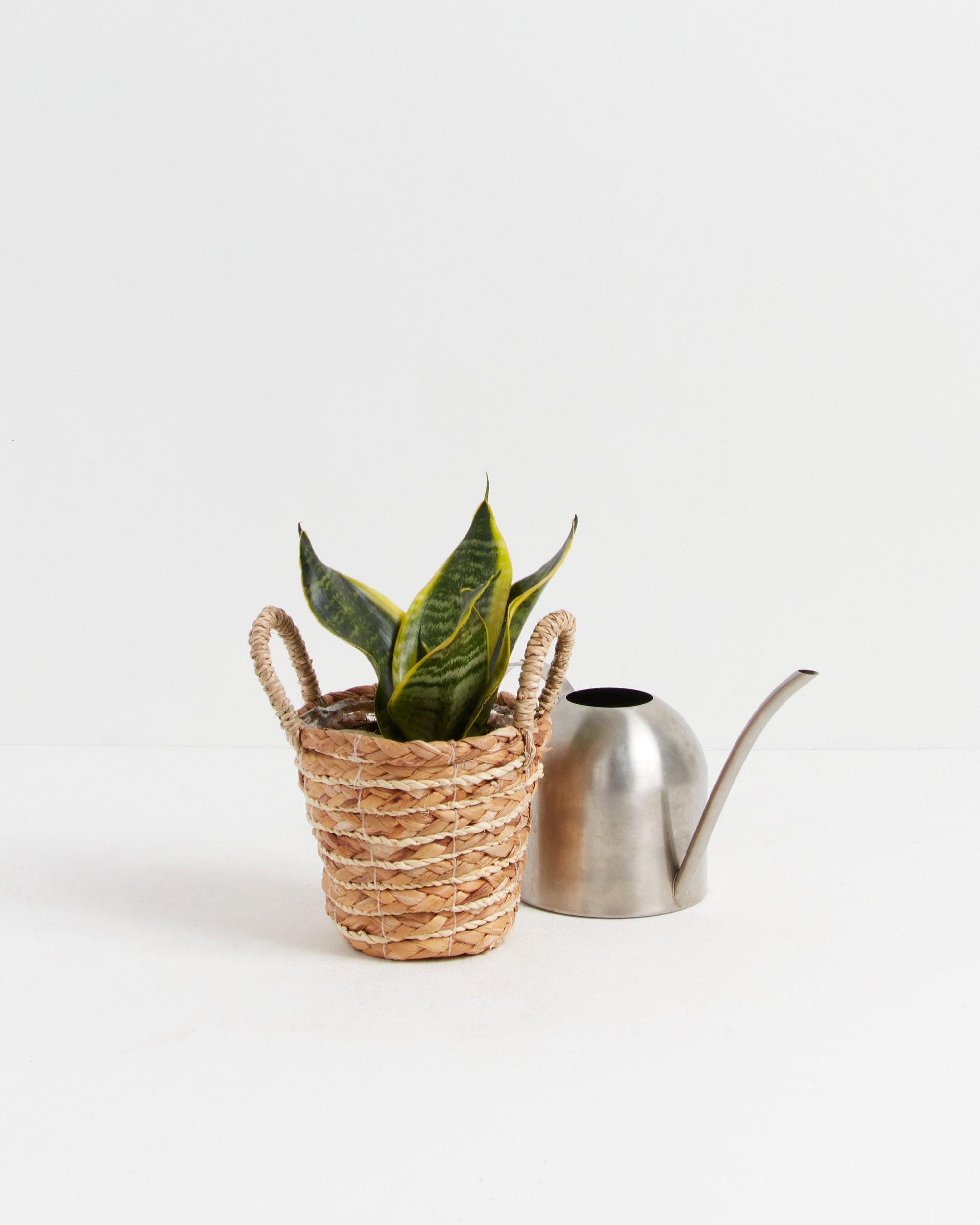 Sansevieria Futura Superba (Snake Plant)