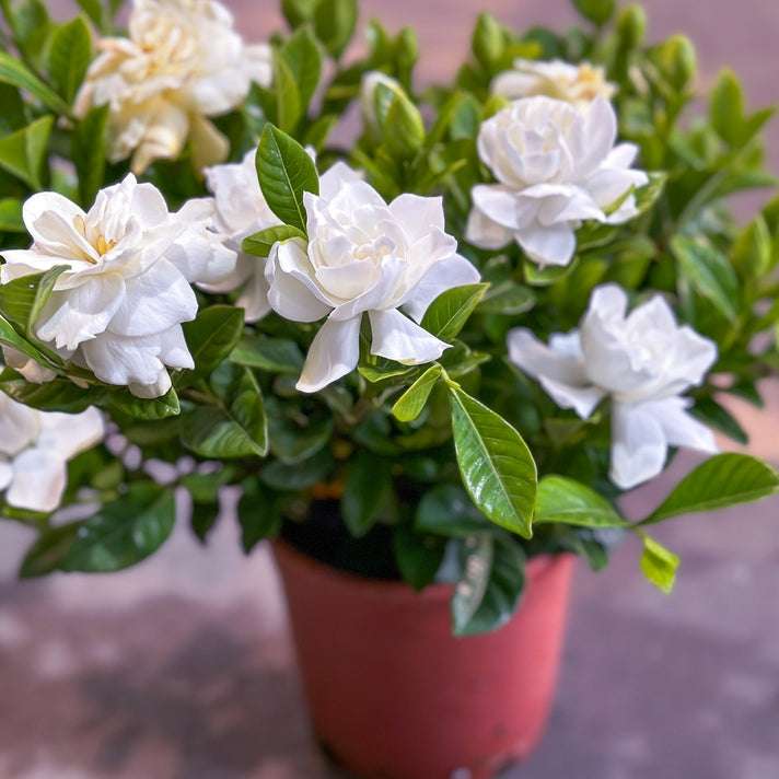 Blooming Gardenia