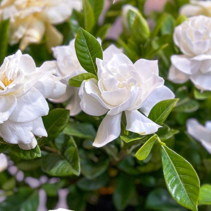 Blooming Gardenia