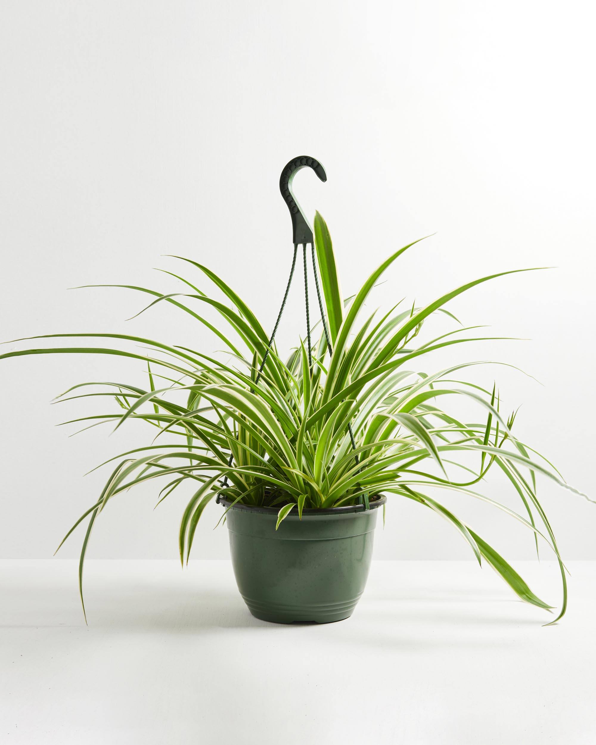 Spider Plant