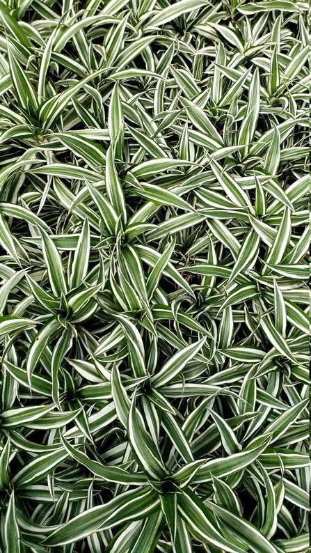 White Striped Dracaena (Dragon Tree)